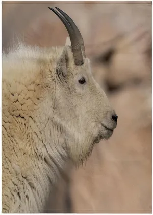 3dRose, Rocky Mountain Goat, Mount Evans Wilderness Area, Colorado 2, 22x30 Bath Hand Pool Towel