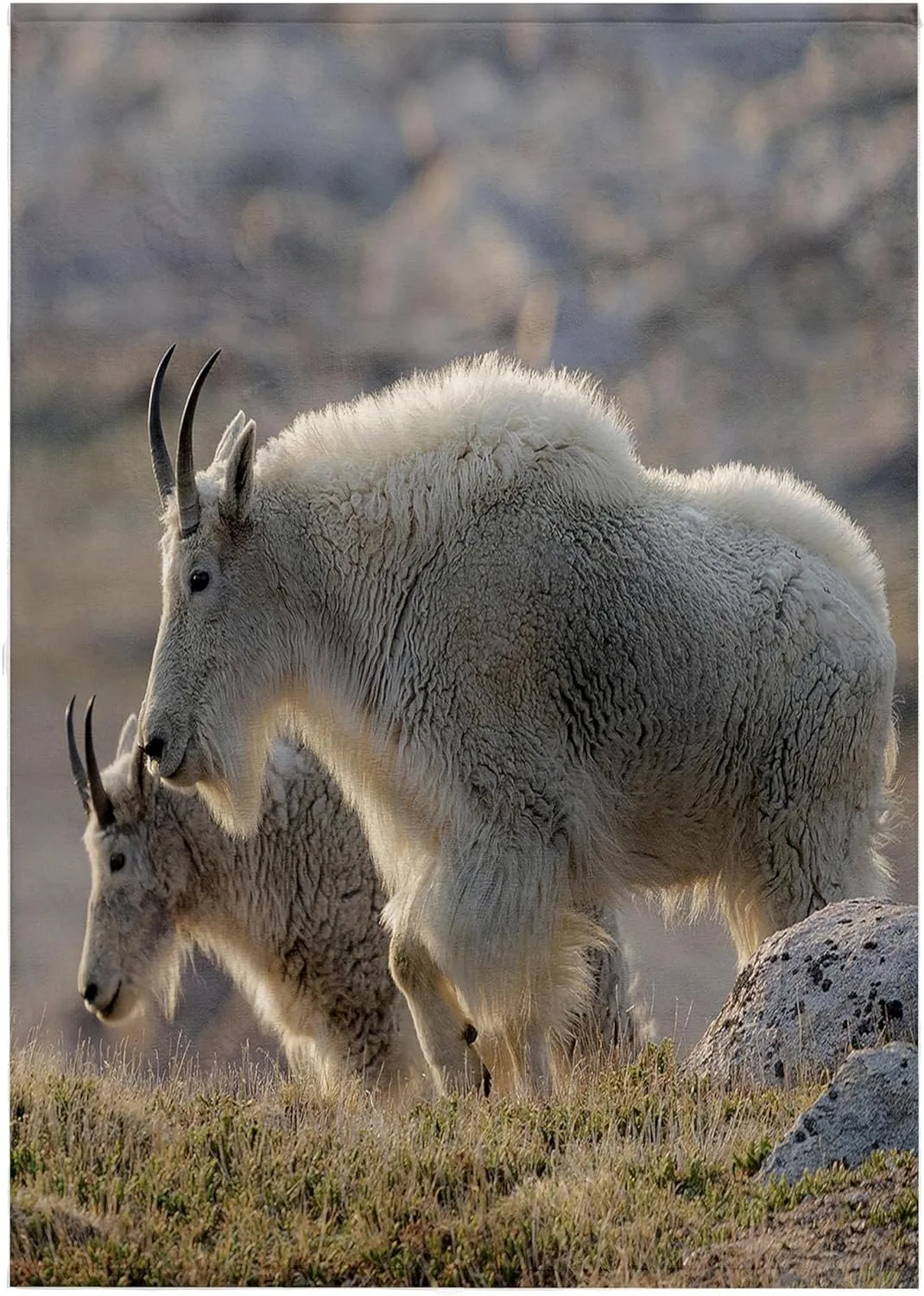 3dRose, Rocky Mountain Goats Nearing Mount Evans Wilderness Area, Colorado, 22x30 Bath Hand Pool Towel