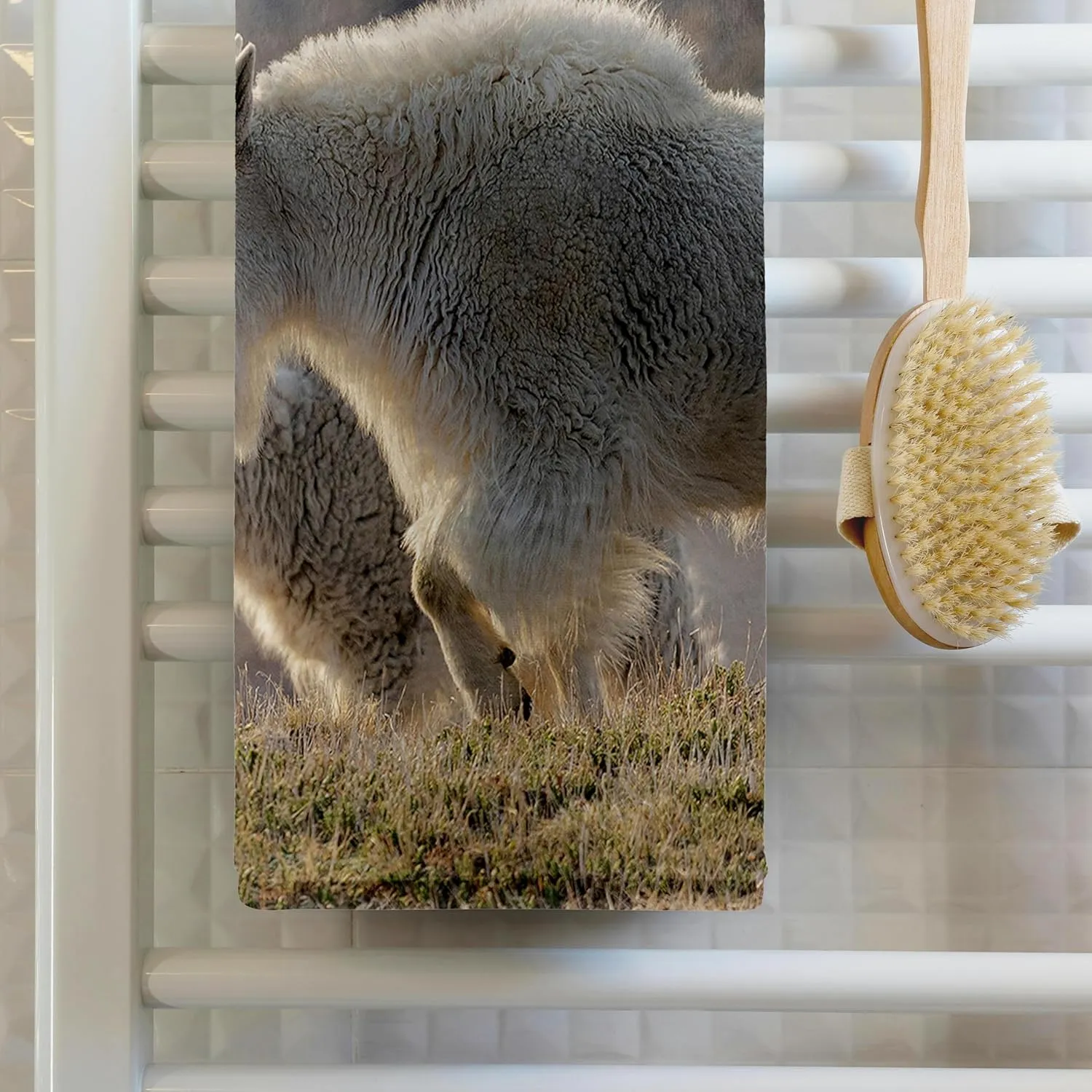 3dRose, Rocky Mountain Goats Nearing Mount Evans Wilderness Area, Colorado, 22x30 Bath Hand Pool Towel