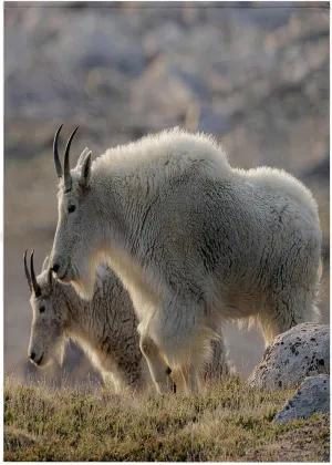 3dRose, Rocky Mountain Goats Nearing Mount Evans Wilderness Area, Colorado, 22x30 Bath Hand Pool Towel