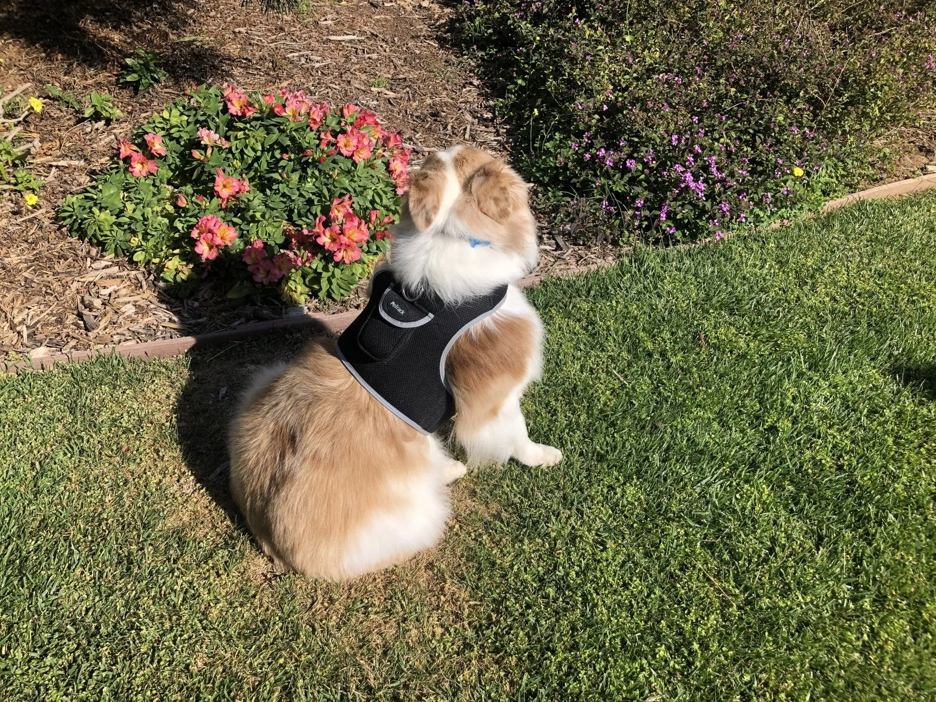 Resilient GPS Dog Tracker Collar – Rechargeable XS Size for Labs