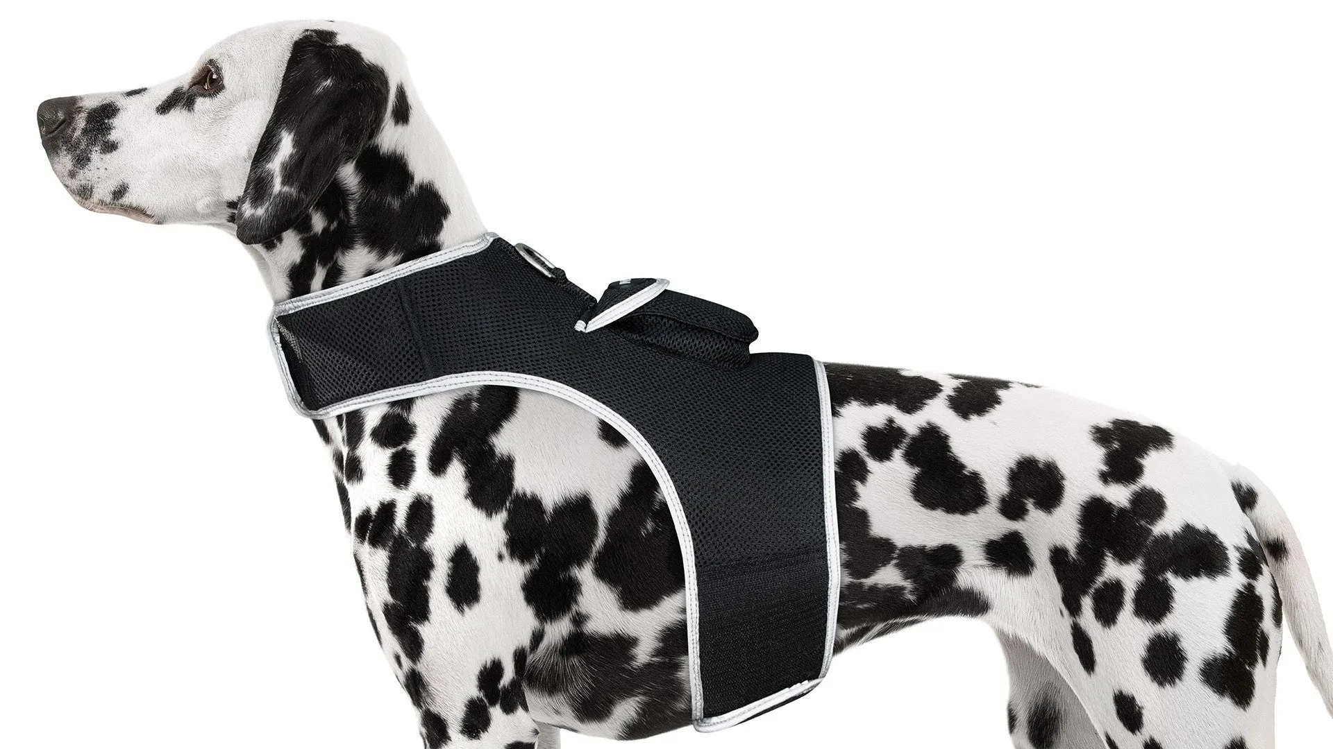 Resilient GPS Dog Tracker Collar – Rechargeable XS Size for Labs
