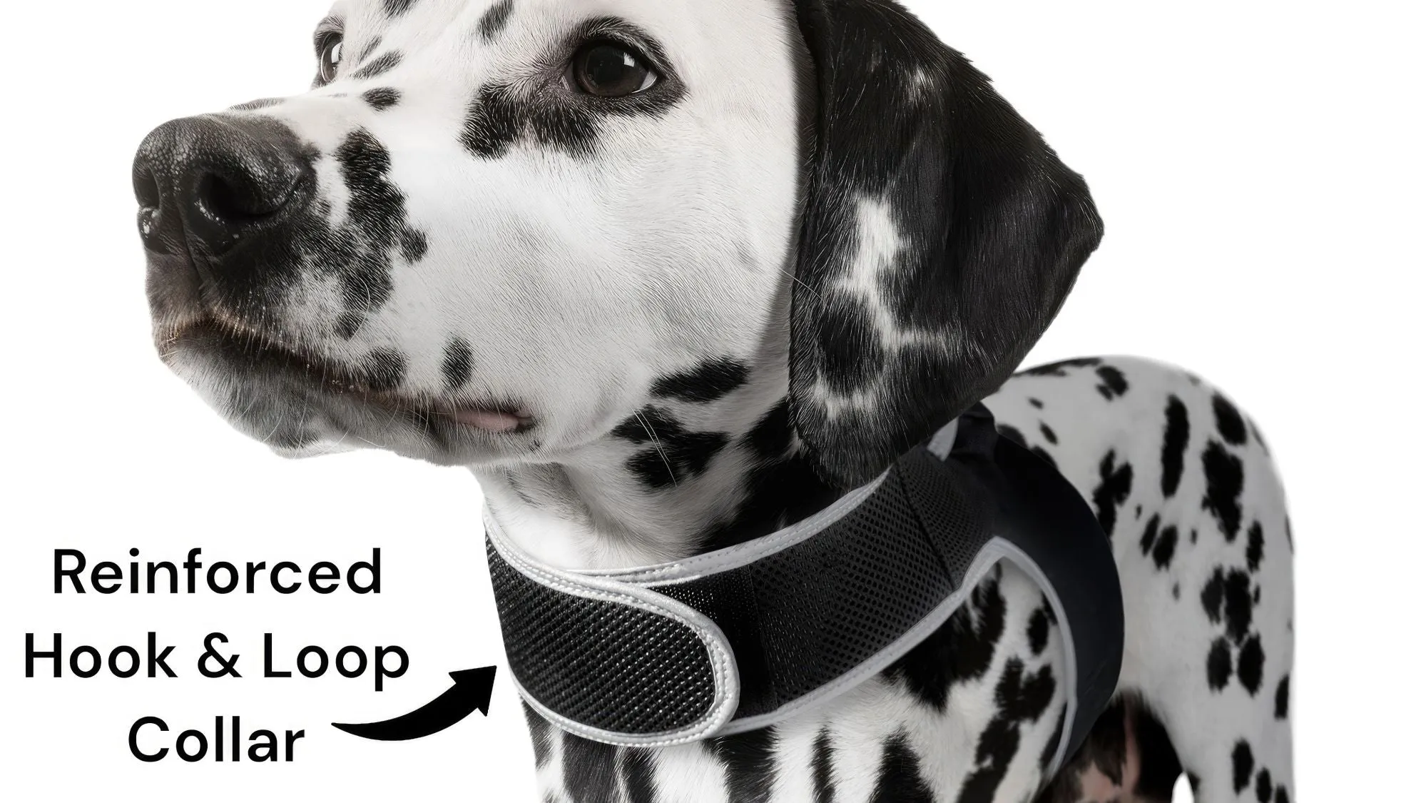 Resilient GPS Dog Tracker Collar – Rechargeable XS Size for Labs